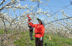 배 과수원 인공수정 사진